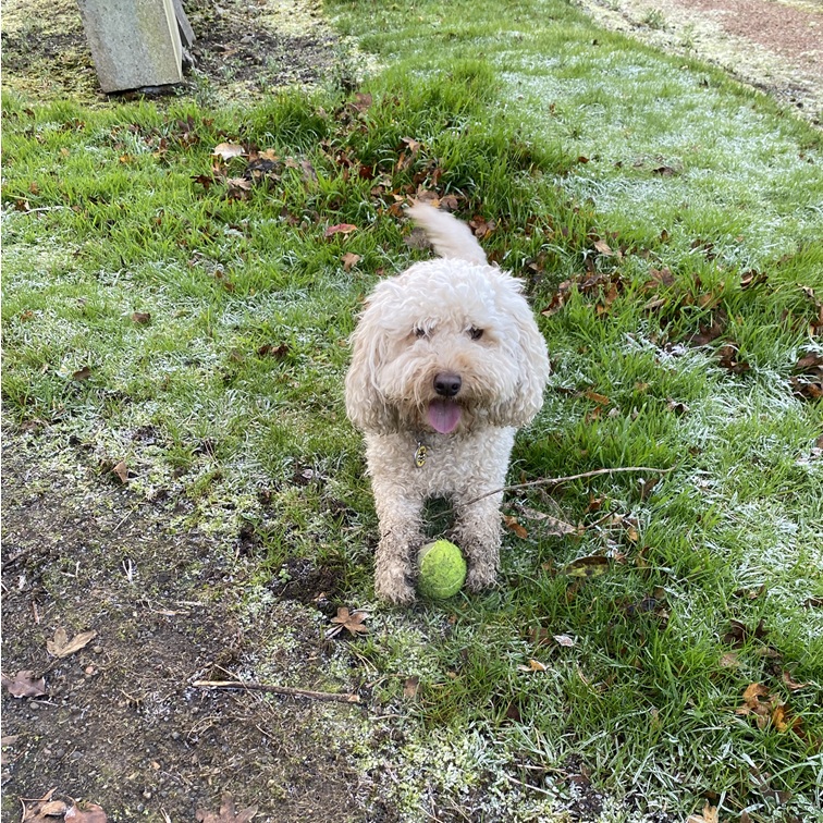 Bertie, the Cockapoo